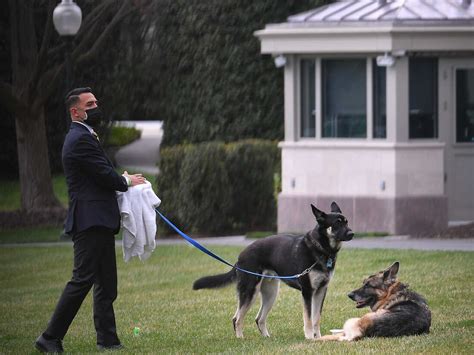 After biting incidents, Biden's dog Commander is no longer at White House